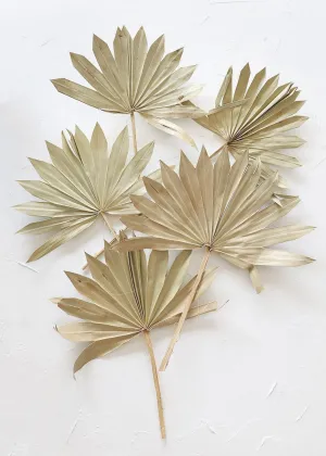 Bundle of 5 Afloral Natural Sun Palms - 14-20"