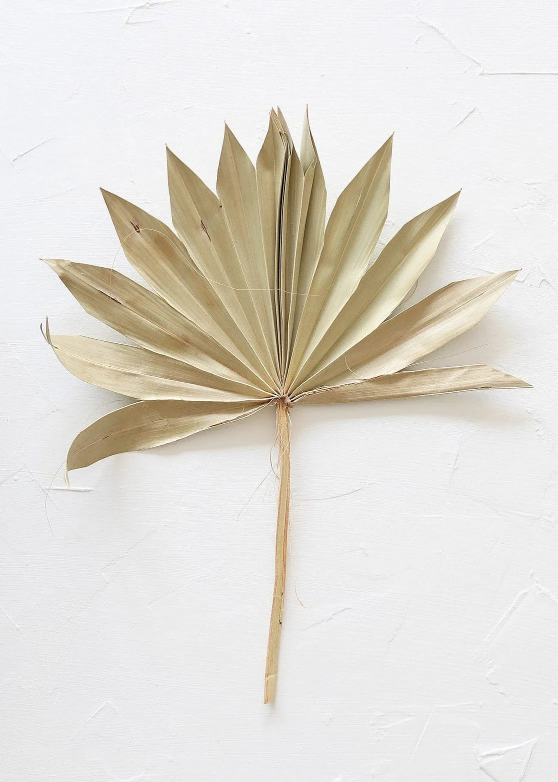Bundle of 5 Afloral Natural Sun Palms - 14-20"