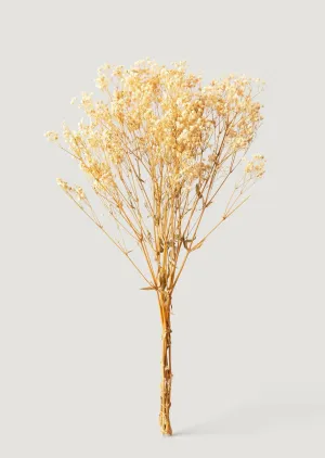 Ivory Preserved Baby's Breath Bundle - 24-32"